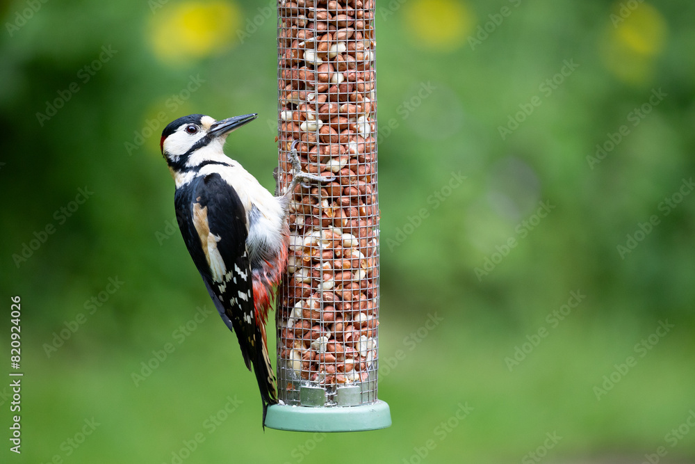 Naklejka premium Male Great Spotted Woodpecker (Dendrocopos major) feeding on peanuts from a garden bird feeder in May. Yorkshire, UK in Spring