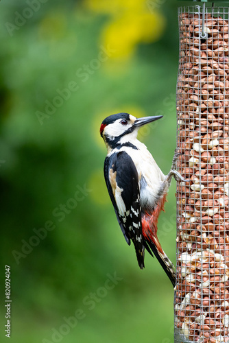 Male Great Spotted Woodpecker (Dendrocopos major) feeding on peanuts from a garden bird feeder in May. Yorkshire, UK in Spring