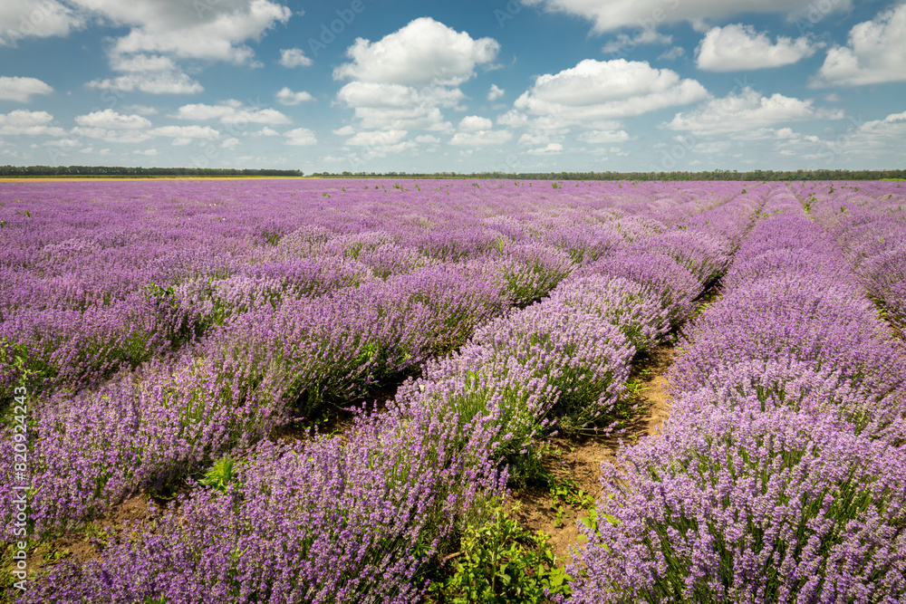 Fototapeta premium Beautiful view with a beautiful lavender field with cloudy sky