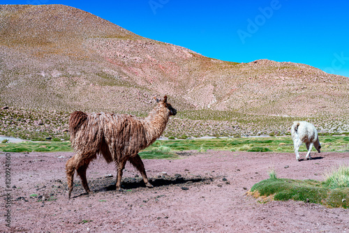 alpaca in the highlands of Chile