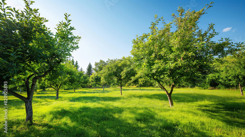 Bountiful Summer Orchard with Fruit Laden Trees Beneath a Clear Blue Sky