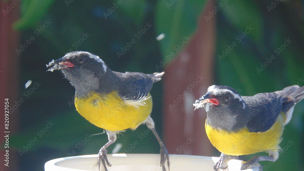 Obraz premium Deux oiseaux jaune et noir