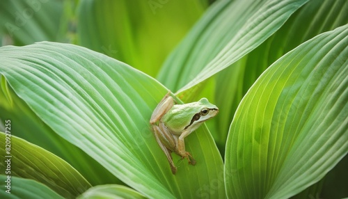 a tiny pacific chorus frog on a vibrant green hosta plant in springtime photo