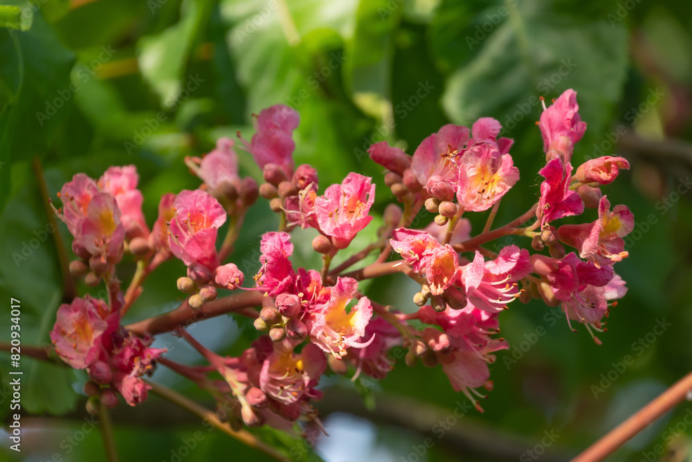 Pink flowers of Aesculus carnea, close-up. red horse-chestnut.