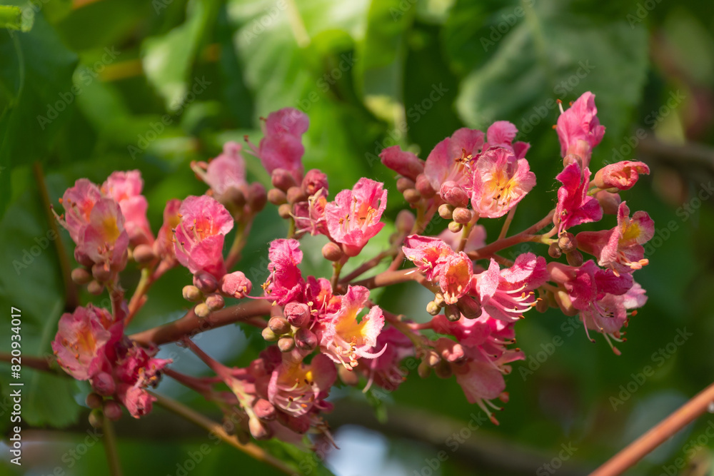Pink flowers of Aesculus carnea, close-up. red horse-chestnut. Pink flowers of Aesculus carnea, close-up. red horse-chestnut.