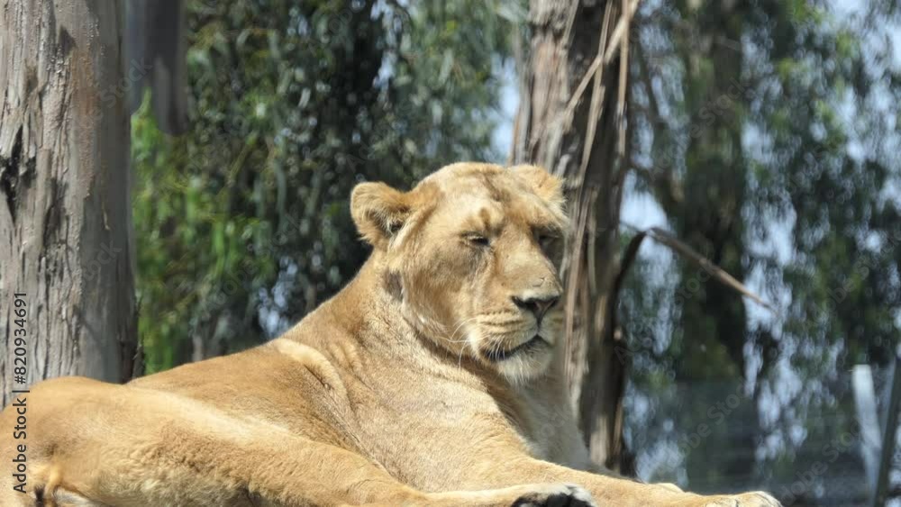 Lion (Panthera leo) is one of big cats Lion (Panthera leo) is one of big cats