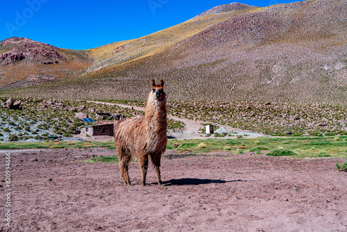 alpaca in the highlands of Chile