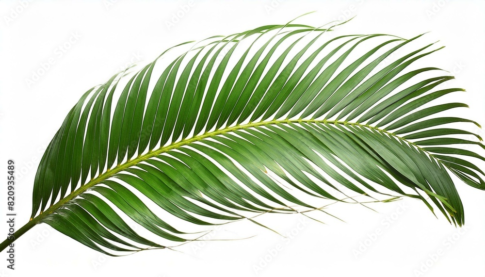 leaf of fern leaf of fern