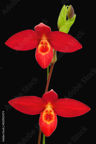 Phragmipedium 'Scarlet O'Hara', a slipper orchid cultivar with scarlet flowers