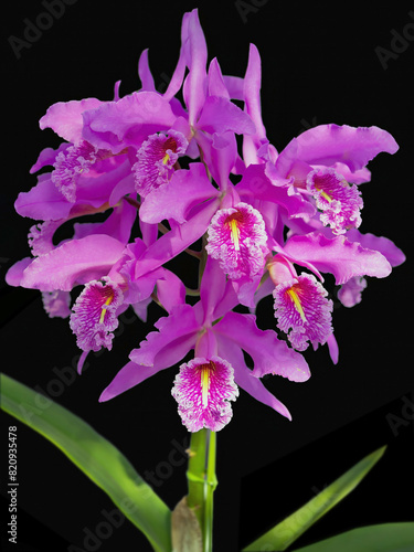Cattleya maxima 'Super Lady', a Brazilian orchid species cultivar