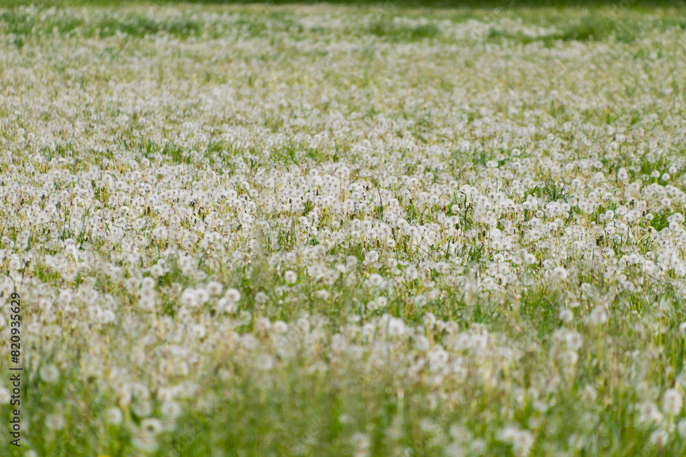 Field of white dandelions. Floral background. Spring bloom. Field of white dandelions. Floral background. Spring bloom.