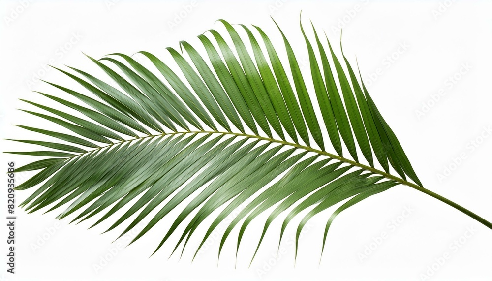 palm tree leaf palm tree leaf