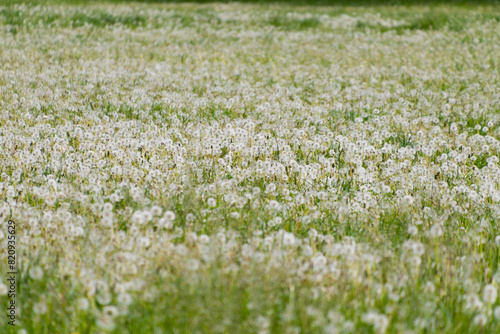 Field of white dandelions. Floral background. Spring bloom.