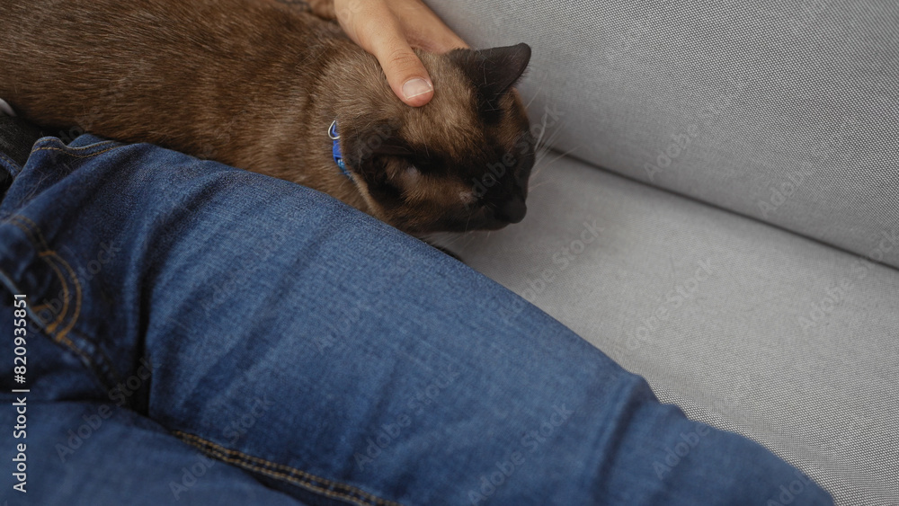Man caressing a siamese cat on a gray couch indoors, depicting a serene domestic life scene Man caressing a siamese cat on a gray couch indoors, depicting a serene domestic life scene