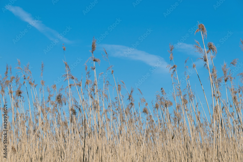 Obraz premium Dry thickets of common reeds against a blue sky. Phragmites australis.