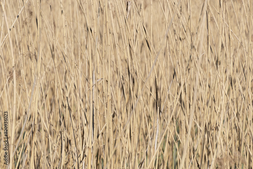 Wallpaper Mural Dry thickets of common reed. Natural plant background. Torontodigital.ca