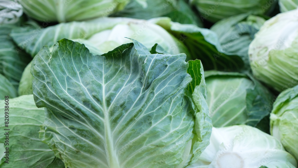 A closeup of a cabbage leaves. A closeup of a cabbage leaves.