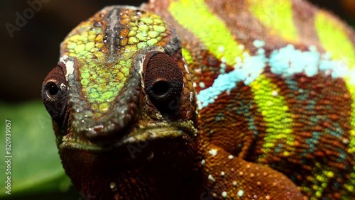 panther chameleon (Furcifer pardalis) photo