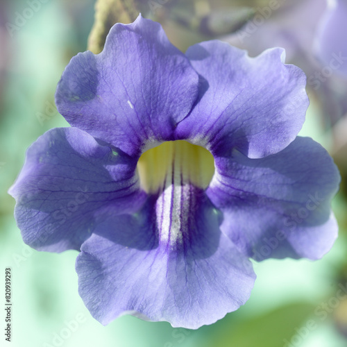 Flowering Thunbergia laurifolia,  blue trumpet vine, natural macro floral background