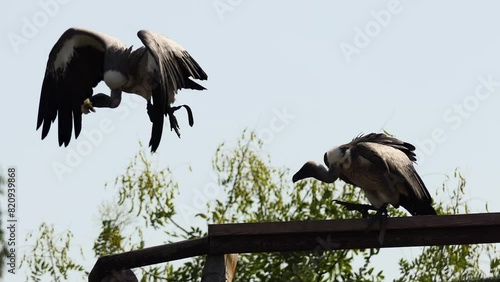 Andean condor (Vultur gryphus) is South American bird in New World vulture family Cathartidae and is only member of genus Vultur. photo