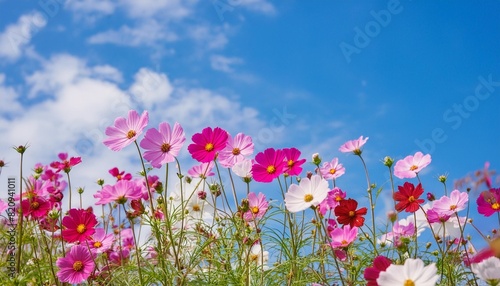 cosmos flower cosmos bipinnatus with blue sky background selective focus generative ai photo