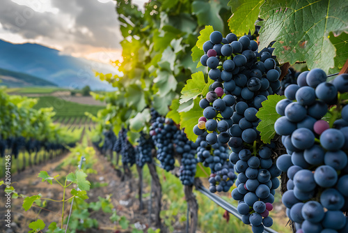 Wallpaper Mural Expansive vineyards filled with ripe grapes, showcasing the beauty and abundance of large plantations. Torontodigital.ca