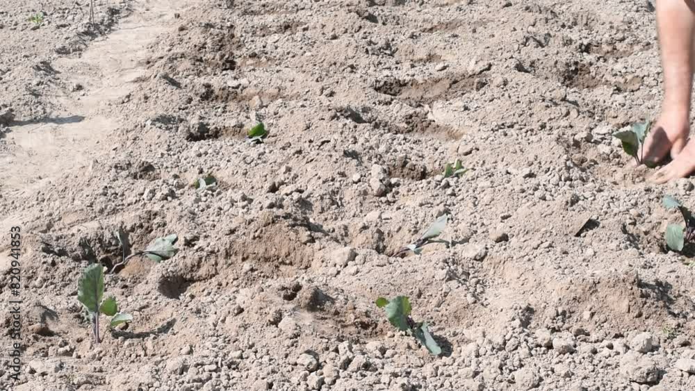 The hands of a farmer, with which he plants cabbage seedlings in numerous holes dug in the soil in the garden. The hands of a farmer, with which he plants cabbage seedlings in numerous holes dug in the soil in the garden.