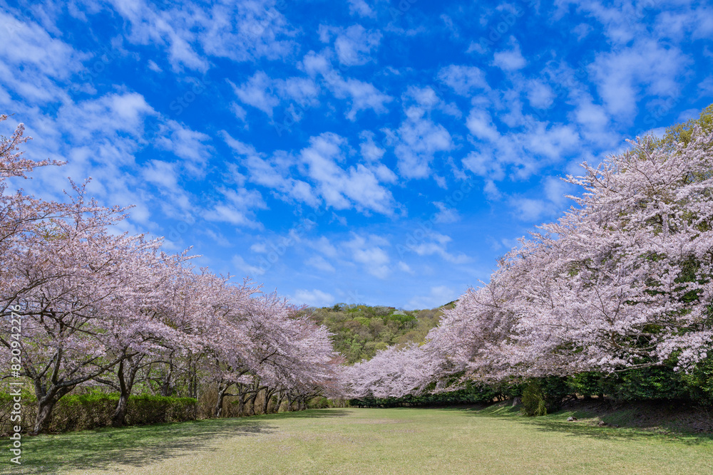 Cherry blossoms on the cross-country course on the plateau of Inatori, Izu. Cherry blossoms on the cross-country course on the plateau of Inatori, Izu.