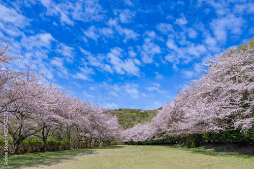 Cherry blossoms on the cross-country course on the plateau of Inatori, Izu. photo
