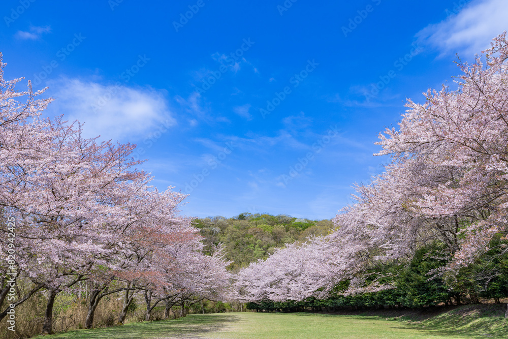 Cherry blossoms on the cross-country course on the plateau of Inatori, Izu. Cherry blossoms on the cross-country course on the plateau of Inatori, Izu.