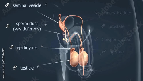 Male reproductive system anatomy