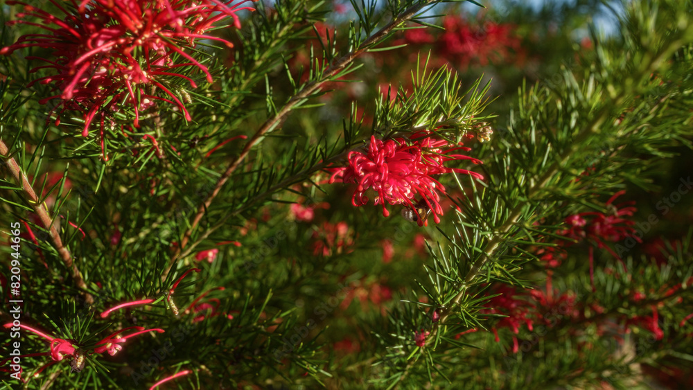 Bright, vibrant grevillea plant with red blossoms and green foliage in an outdoor setting in puglia, italy, showcasing the striking contrast and natural beauty. Bright, vibrant grevillea plant with red blossoms and green foliage in an outdoor setting in puglia, italy, showcasing the striking contrast and natural beauty.