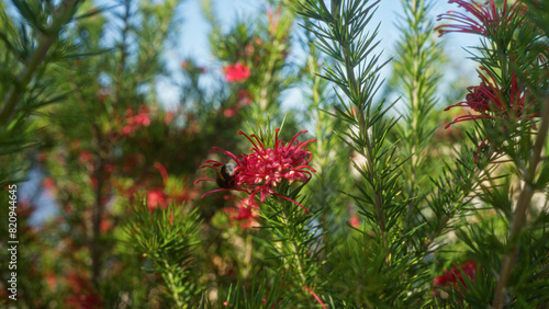 A vibrant grevillea plant with red flowers and a bee surrounded by lush greenery outdoors in puglia  italy  capturing the essence of nature s beauty in the mediterranean landscape.
