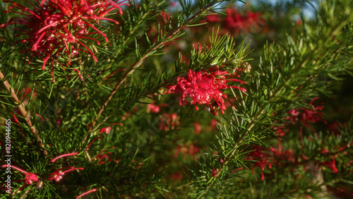Bright  vibrant grevillea plant with red blossoms and green foliage in an outdoor setting in puglia  italy  showcasing the striking contrast and natural beauty.