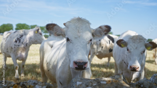 Curious cows standing outdoors in a sunny field  with bright blue skies and green trees in the background  staring intently into the camera  capturing a serene rural atmosphere.