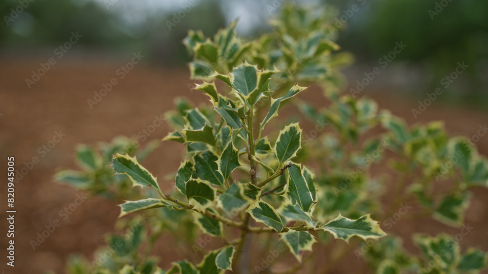 Close-up of a holly plant ilex aquifolium outdoors in a puglia field, showcasing its distinct green leaves edged with yellow. Close-up of a holly plant ilex aquifolium outdoors in a puglia field, showcasing its distinct green leaves edged with yellow.
