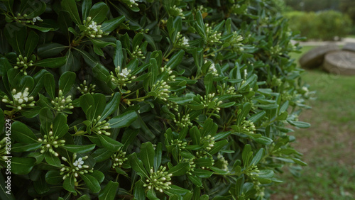 Close-up of lush pittosporum tobira leaves and clusters of white buds in an outdoor garden in puglia  italy.