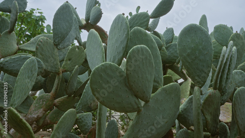 Foto A dense cluster of prickly pear cactus plants, opuntia ficus-indica, in an outdoor setting in puglia, southern italy, showcasing their thick green pads and spines against a cloudy sky