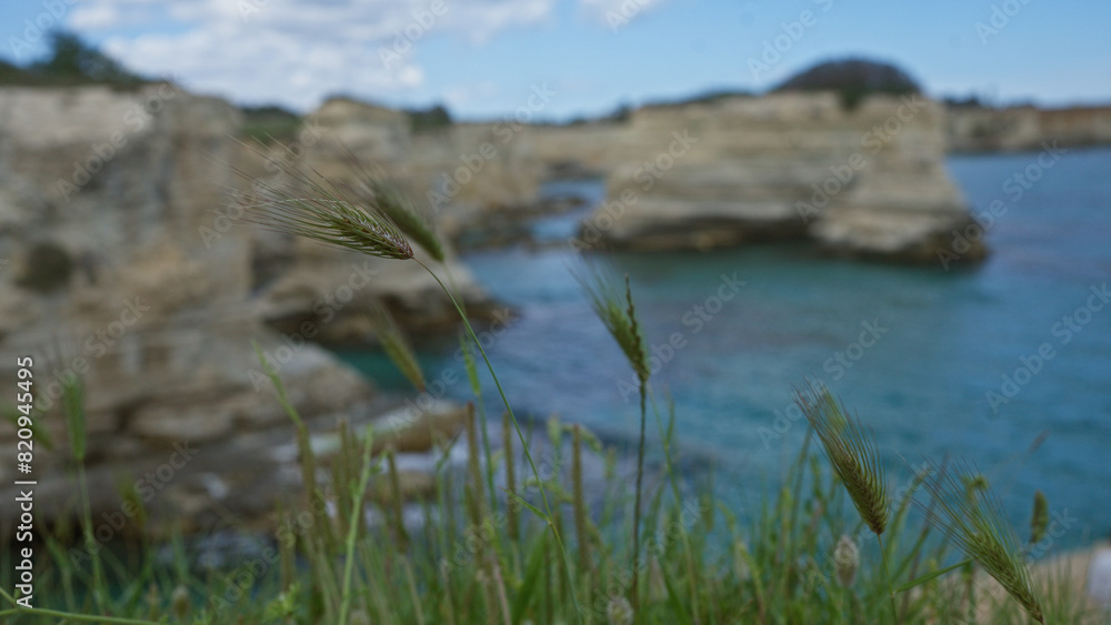 Close-up of wild grass against the scenic coastal cliffs and turquoise waters of torre dell'orso in salento, puglia, italy, on a bright day.