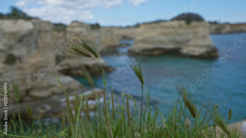 Close-up of wild grass against the scenic coastal cliffs and turquoise waters of torre dell orso in salento  puglia  italy  on a bright day.