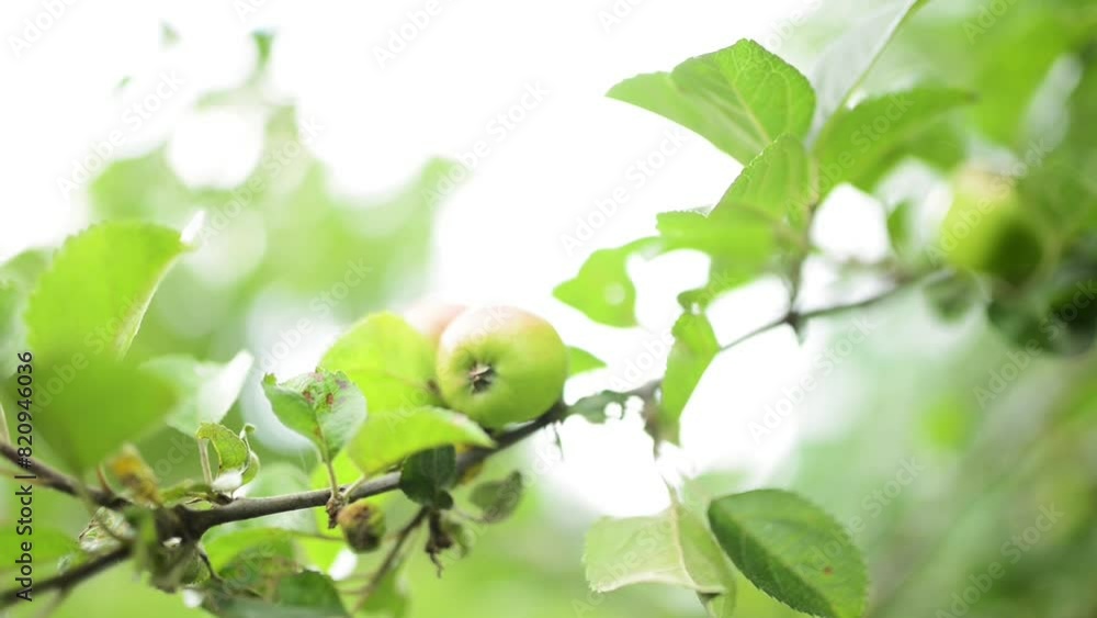 Green unripe apples are growing on a branch in the Summer Garden. Green unripe apples are growing on a branch in the Summer Garden.