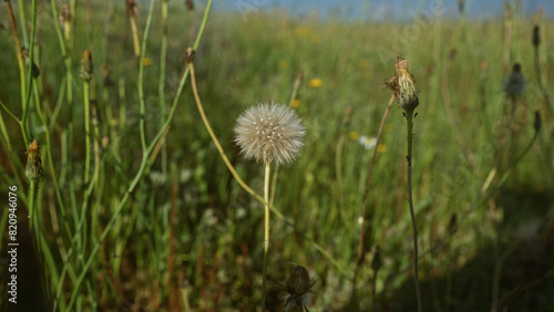 Close-up of a taraxacum officinale  commonly known as dandelion  in a sunny field in puglia  italy  showcasing its fluffy seed head among tall green grass.