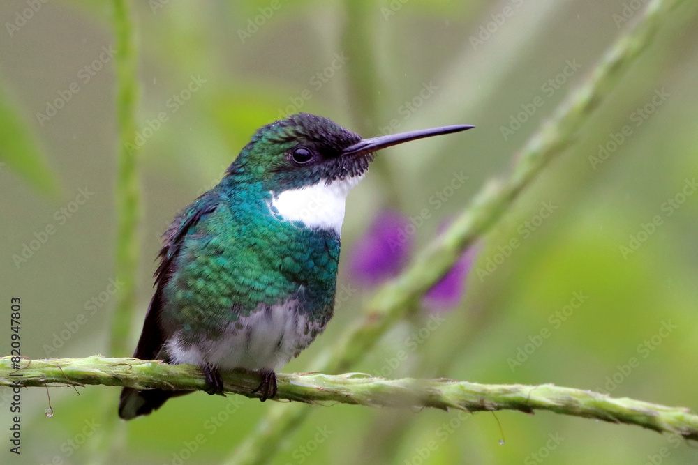 Obraz premium White-throated Hummingbird(Leucochloris albicollis) perched on a branch