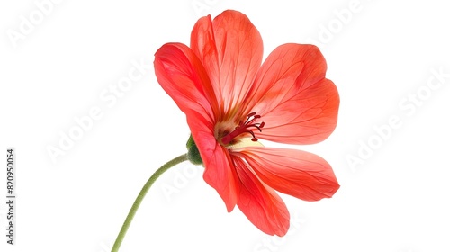 Beautiful red flower on white background. Perfect for nature-themed designs. High-resolution botanical illustration. Bright and vibrant digital creation. AI