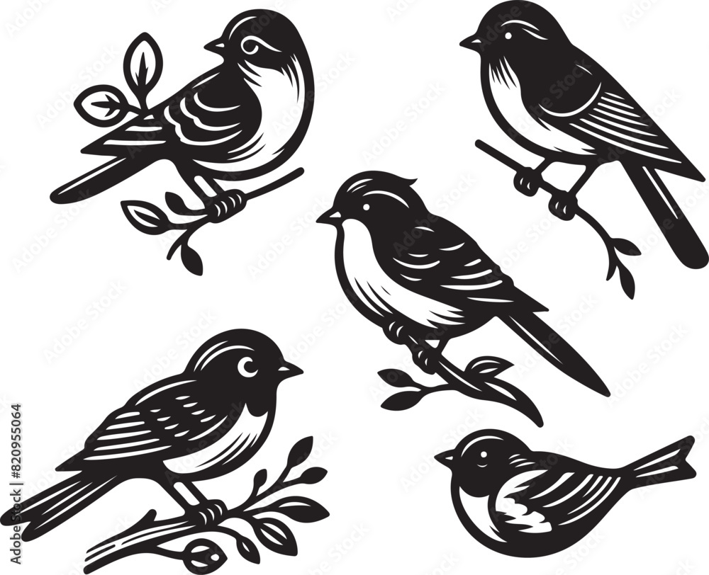 bird vectore illastration