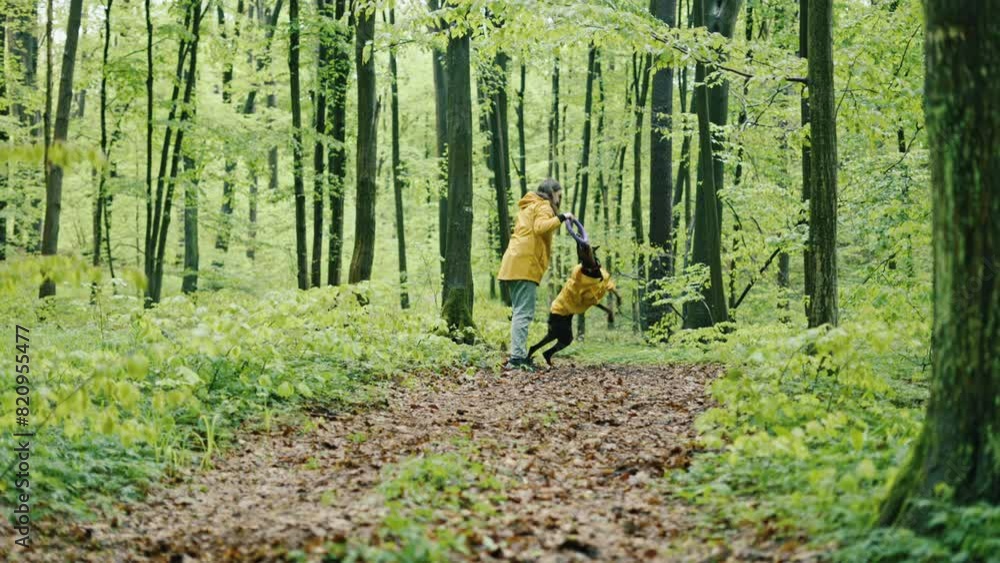 young woman walking with her doberman dog in the forest. Wearing yellow rain jackets girl and dog playing outdoors. Human and dog friendship concept young woman walking with her doberman dog in the forest. Wearing yellow rain jackets girl and dog playing outdoors. Human and dog friendship concept