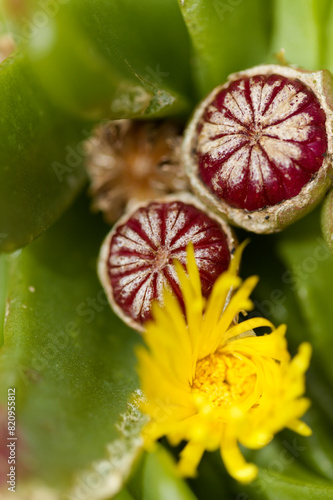 Species of Glottiphyllum, possibly Glottiphyllum regium, flowers and forming fruit natural macro floral background © Tamara Kulikova