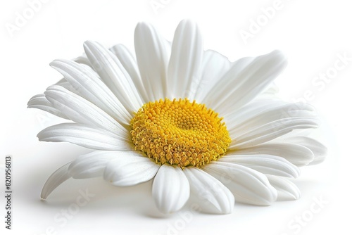 A white daisy flower isolated on white background