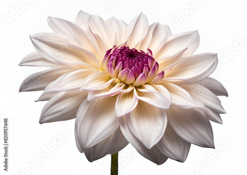 Dahlia Petals in Flight_ Isolated on White Background.