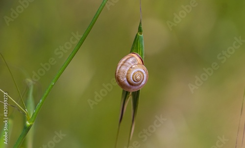 Snails (Gastropoda) are animals that can be seen in fresh water, seas and humid environments.